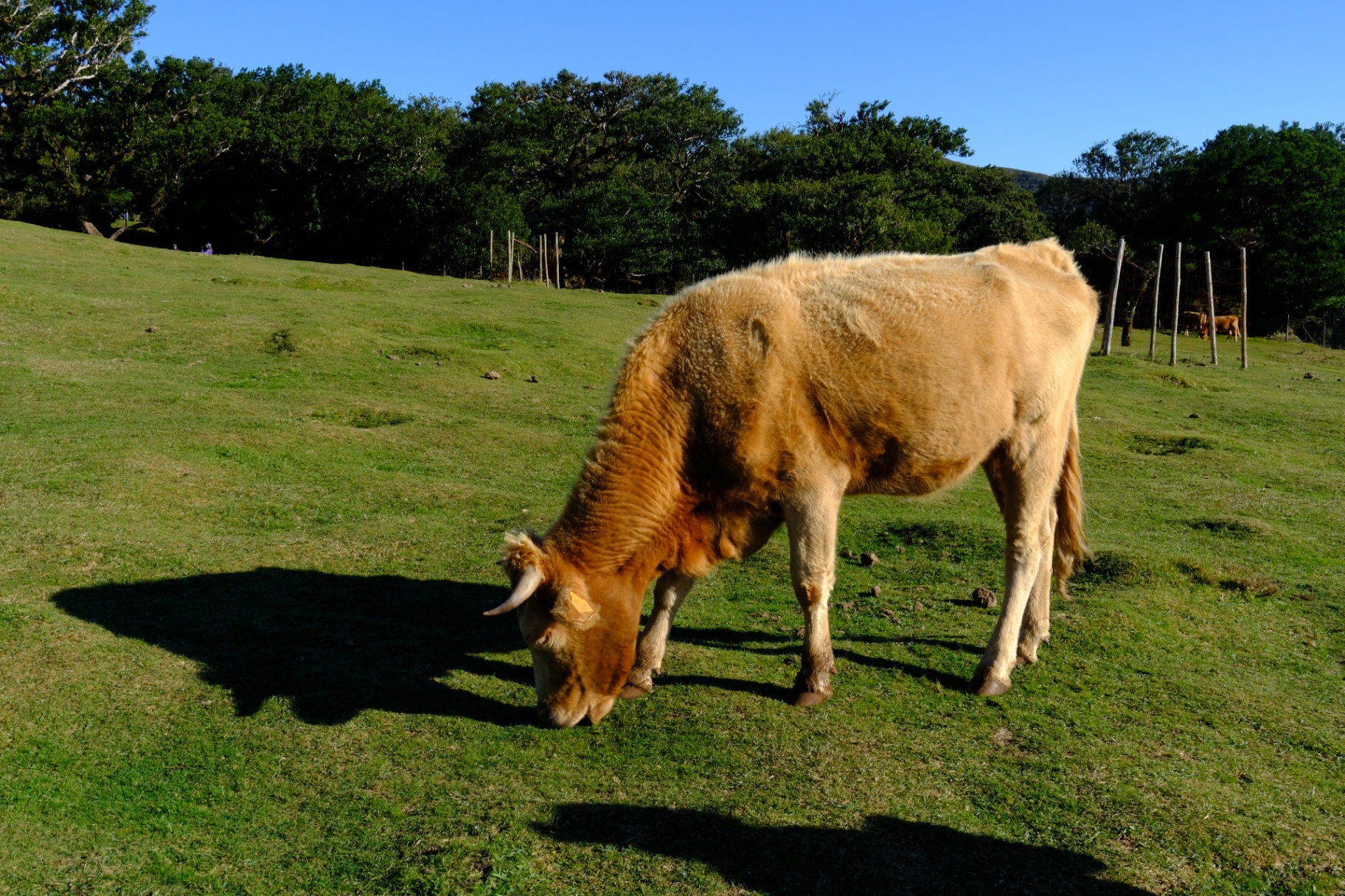 Cow grazing in the Fanal forest meadow