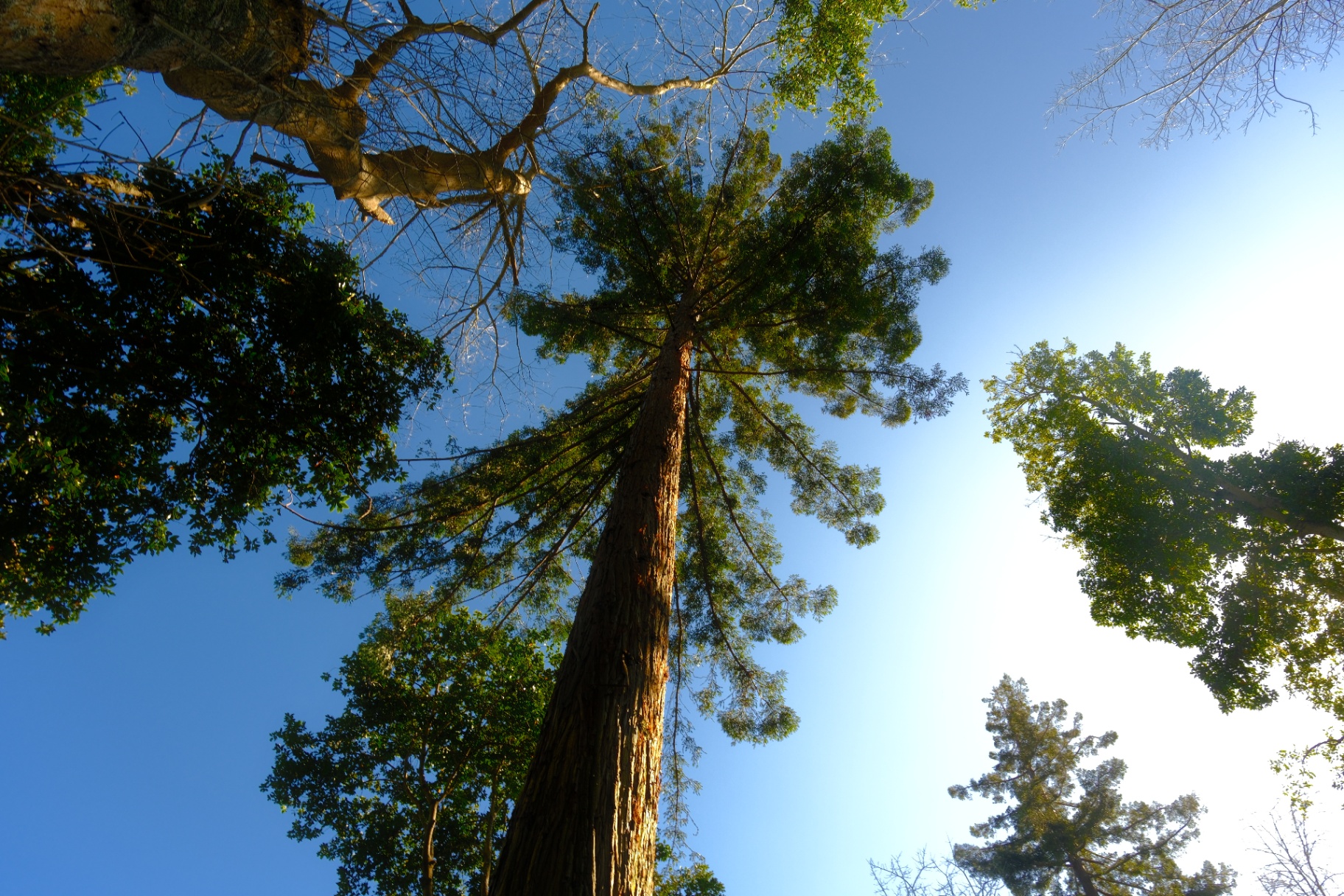 Sunlight through forest canopy