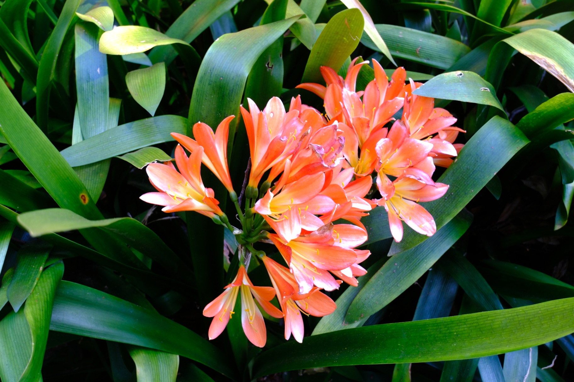 Orange clivia in bloom